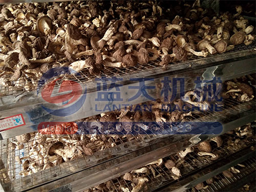湖北香菇烘干機用戶現場